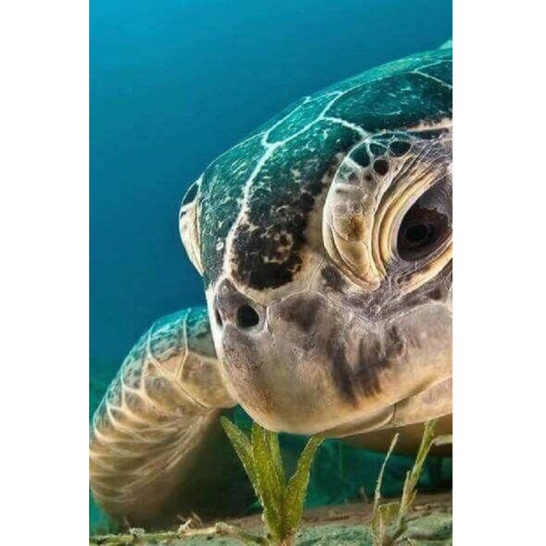 Schildkröte