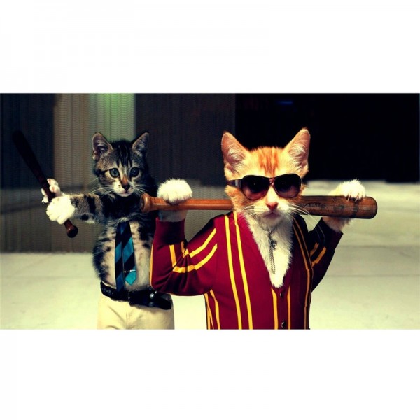 Katzen in Kostümen