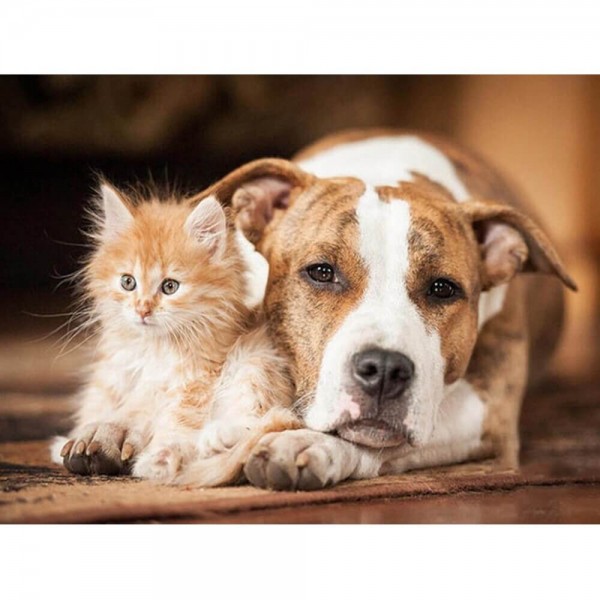 Katze und Hund