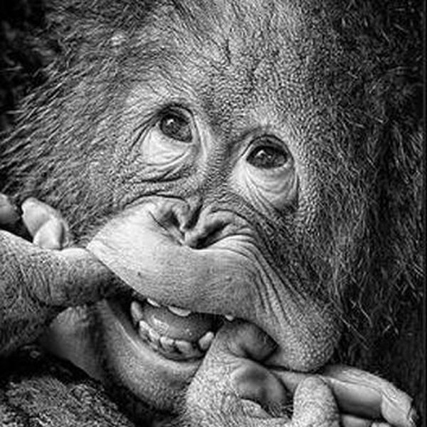 Lustiger Affe