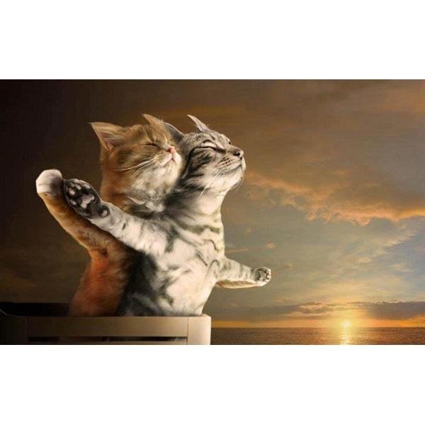 Katzen im Sonnenuntergang