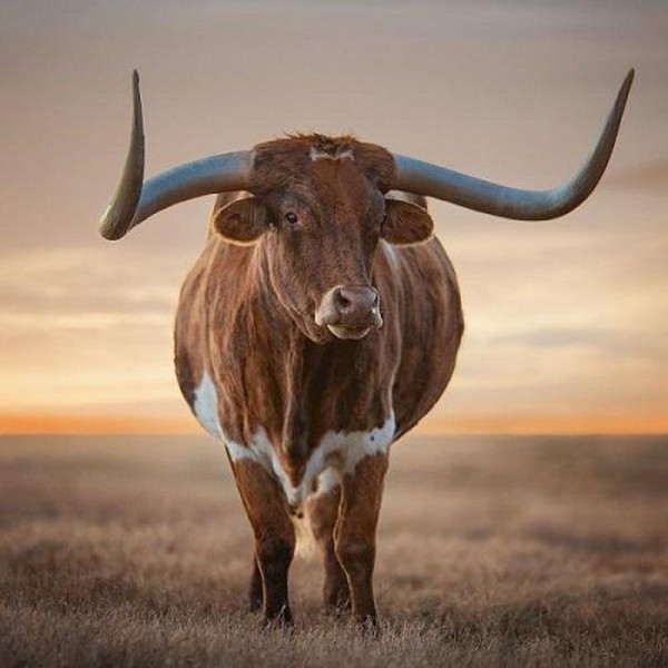 Stier
