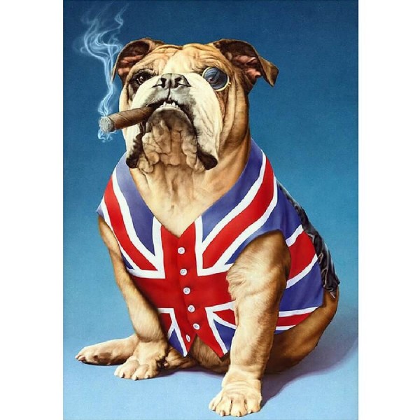 Englische Bulldogge