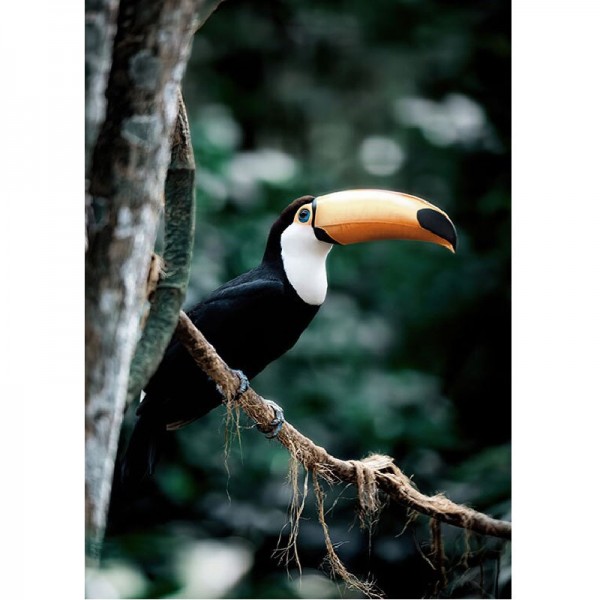 Tukan-Vogel