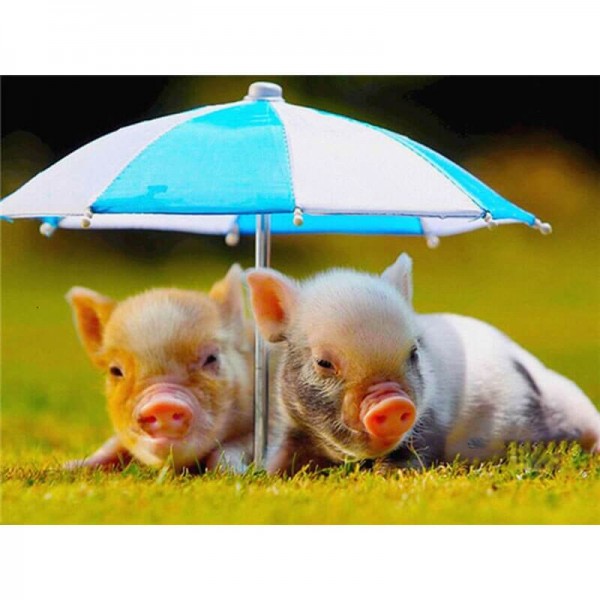 Schweine unter Sonnenschirm