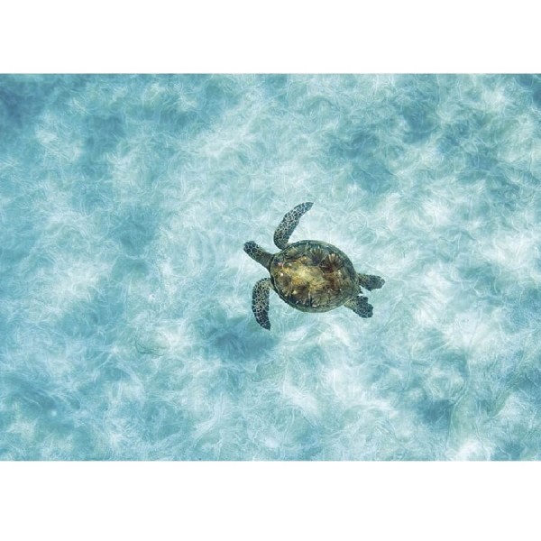 Schildkröte im Wasser
