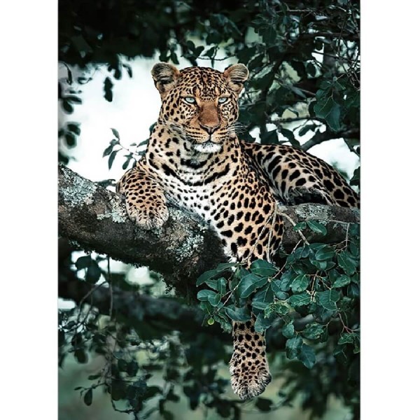 Leopard im Baum