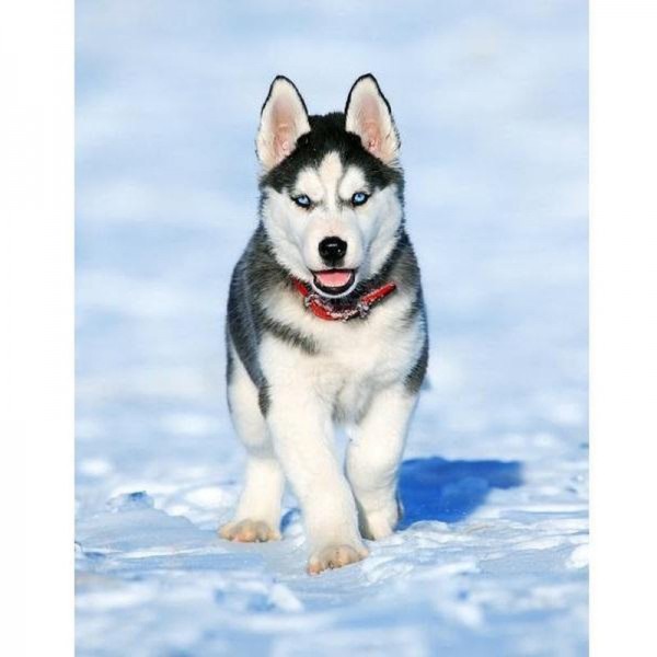 Husky-Welpe
