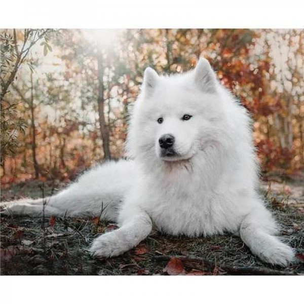 Hund weiß