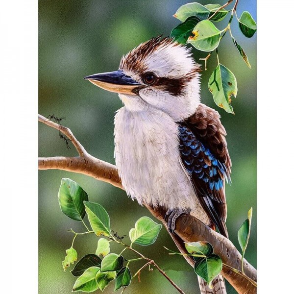 Kookaburra-Vogel