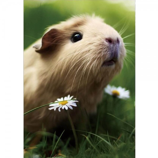Meerschweinchen
