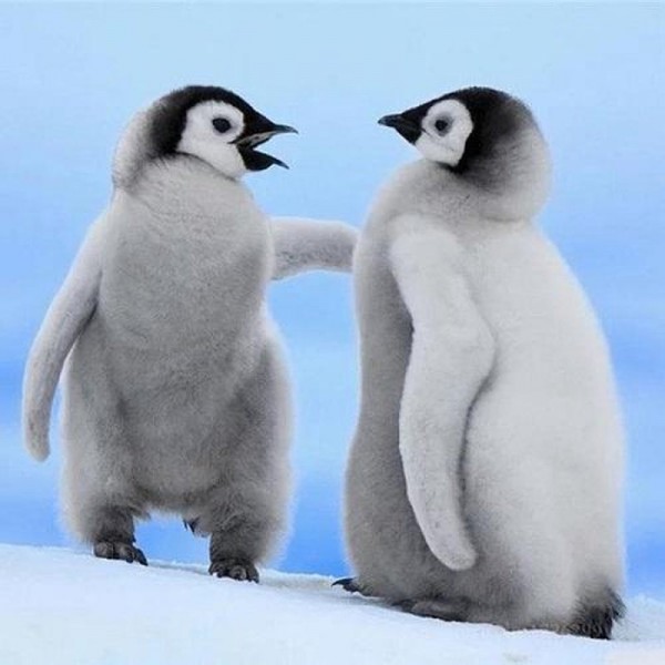 Pinguine