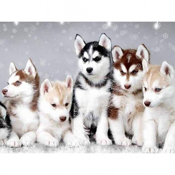 Husky-Welpen