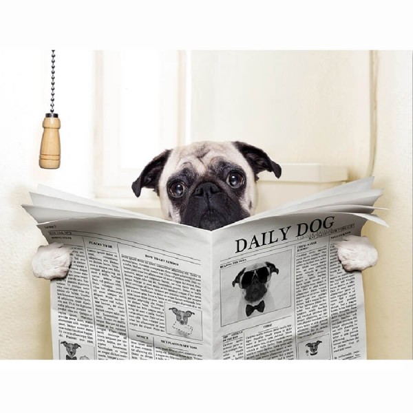Mops liest Zeitung