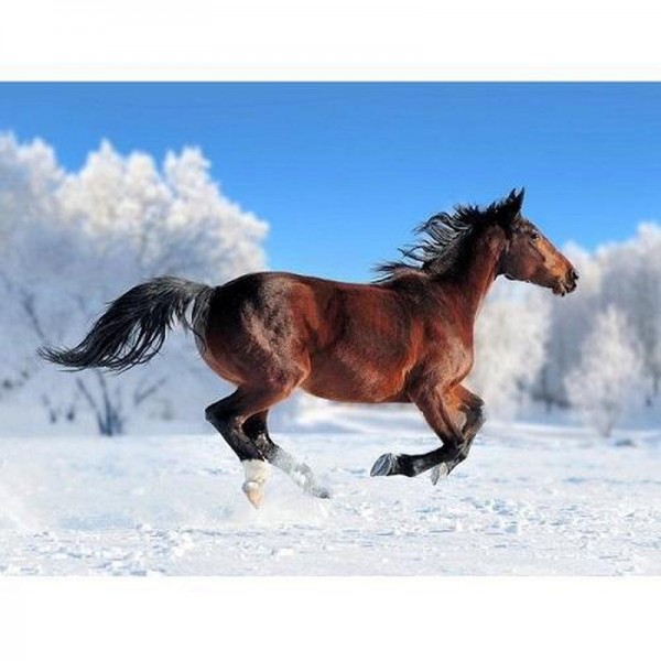 Pferd im Schnee
