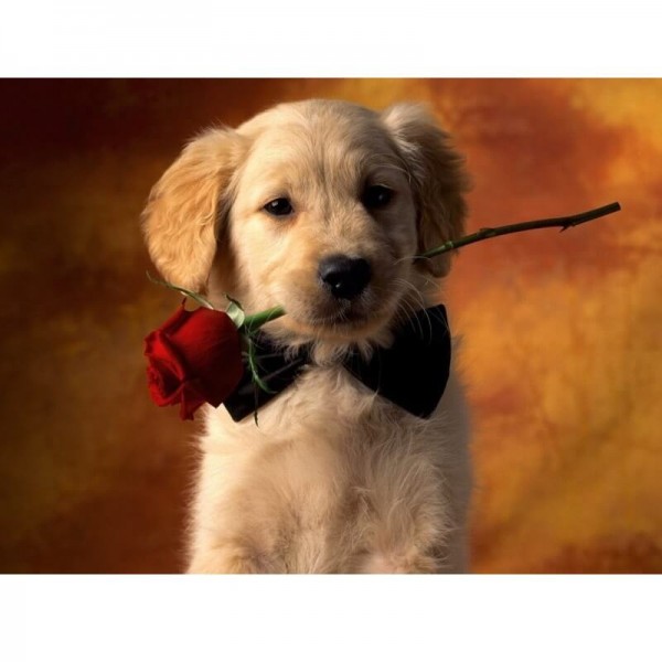 Hund mit Rose | Malen nach Zahlen