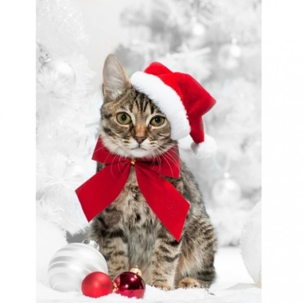 Weihnachtskatze