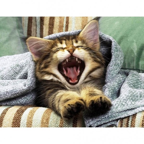 Gähnende Katze
