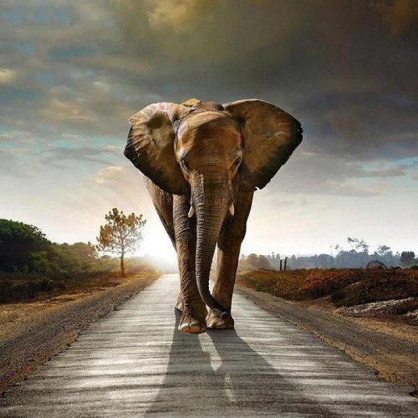 Elefant auf der Straße