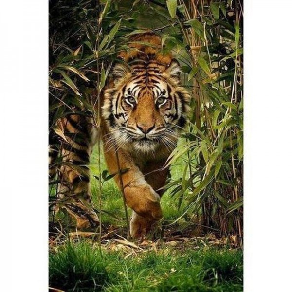 Tiger im Dschungel