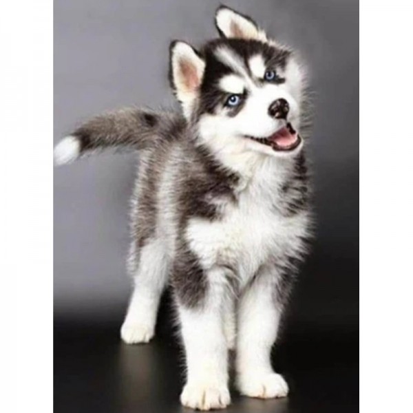 Husky-Welpe