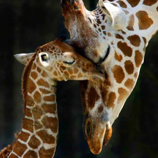 Mama und Baby Giraffe