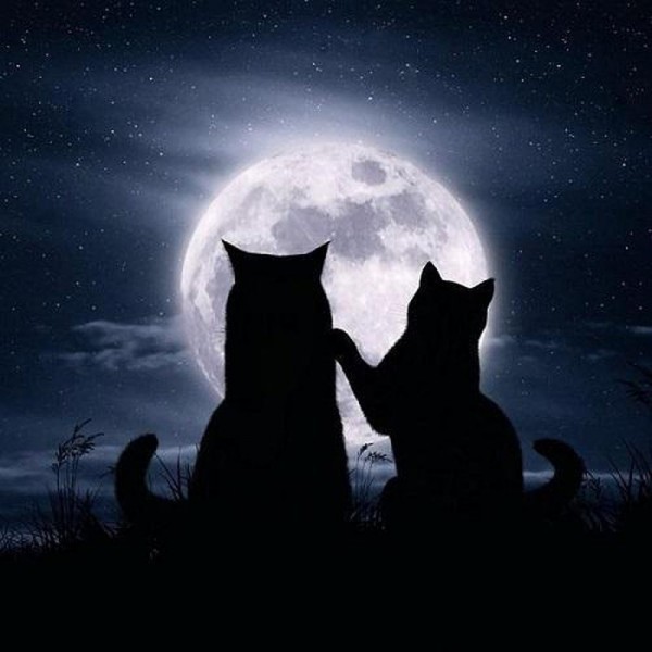 Katzen im Mondschein