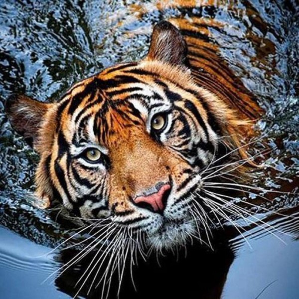 Tiger im Wasser