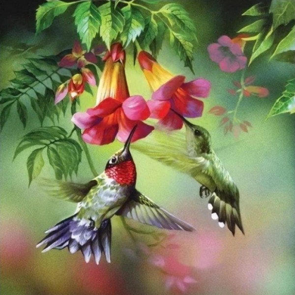 Kolibris