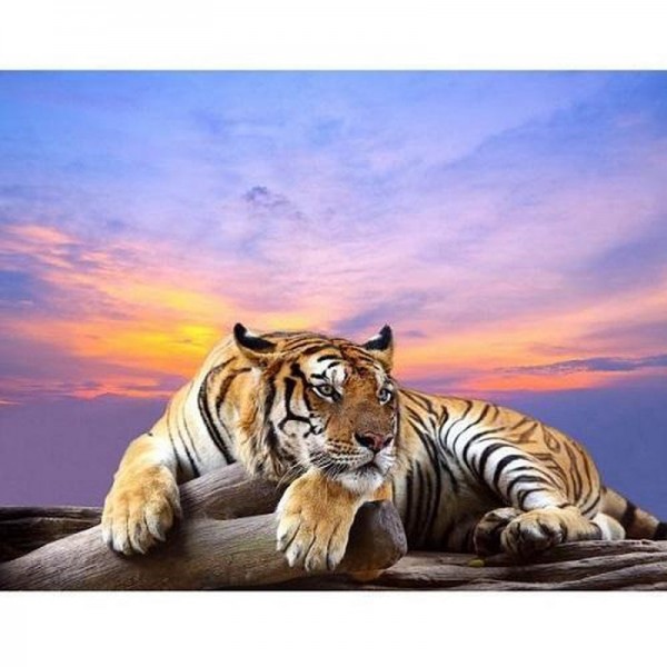 Tiger bei Sonnenuntergang