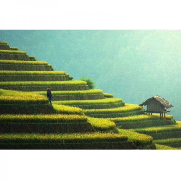 Reisfelder in Asien
