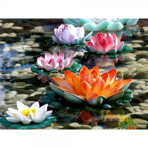 Wasserlilien