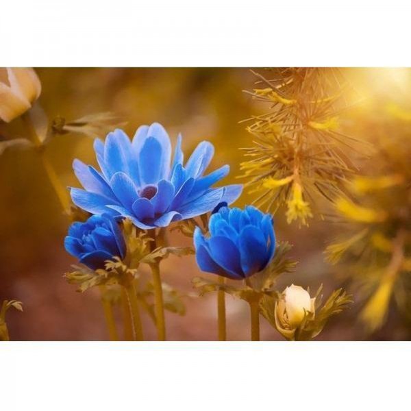 Blumen Blau