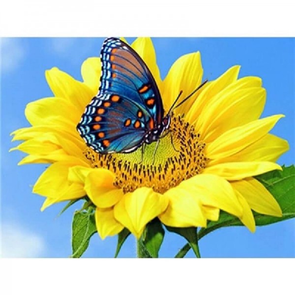 Schmetterling auf Sonnenblume