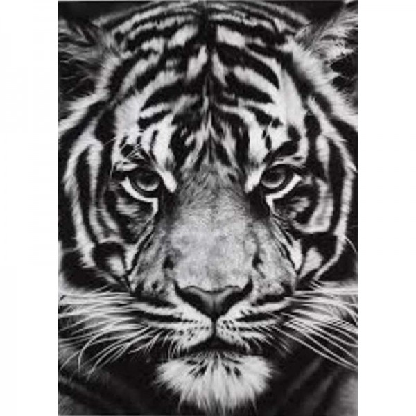 Schwarz/weißer Tiger | Malen nach Zahlen
