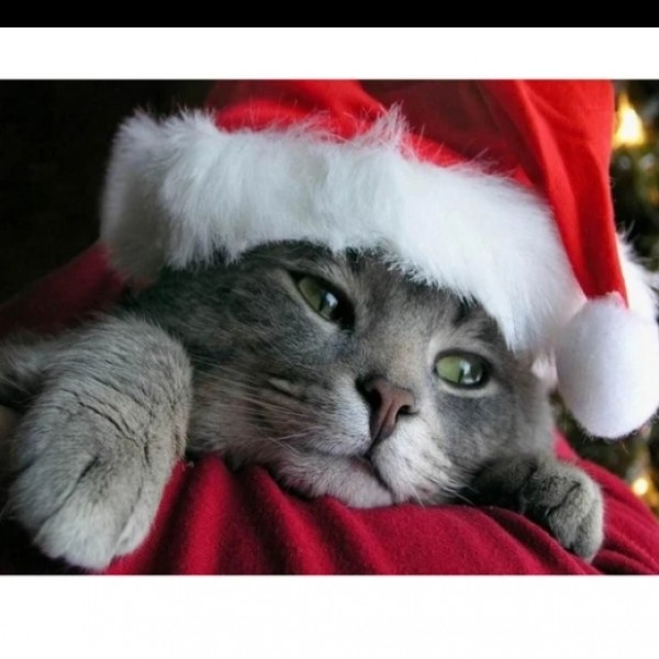 Weihnachts-Katze 2
