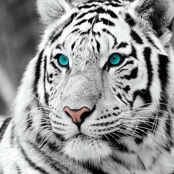 Weißer Tiger