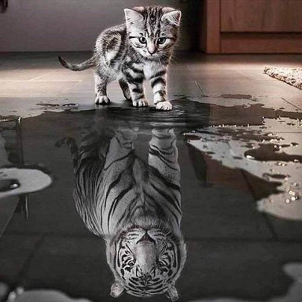 Kätzchen - Tiger