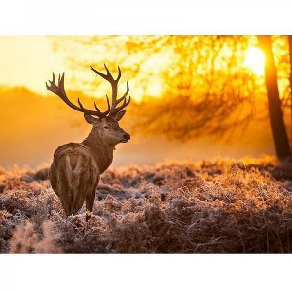 Hirsch in der Wildnis