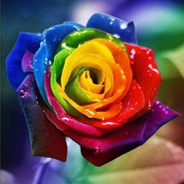 Regenbogenfarbene Rose