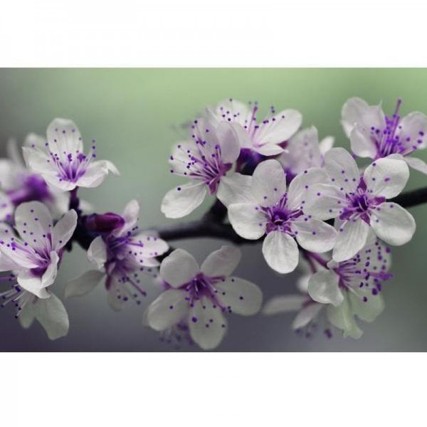 Blumen weiß/violett