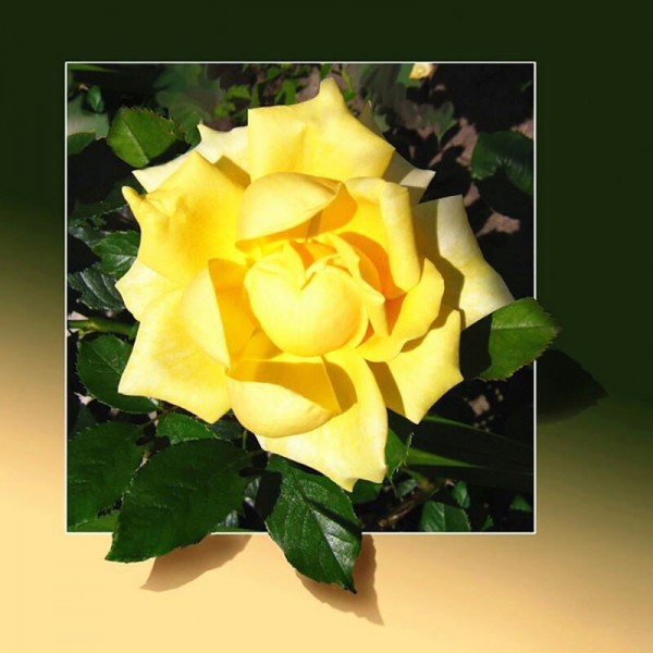 3D-Blumen | 11 Sorten