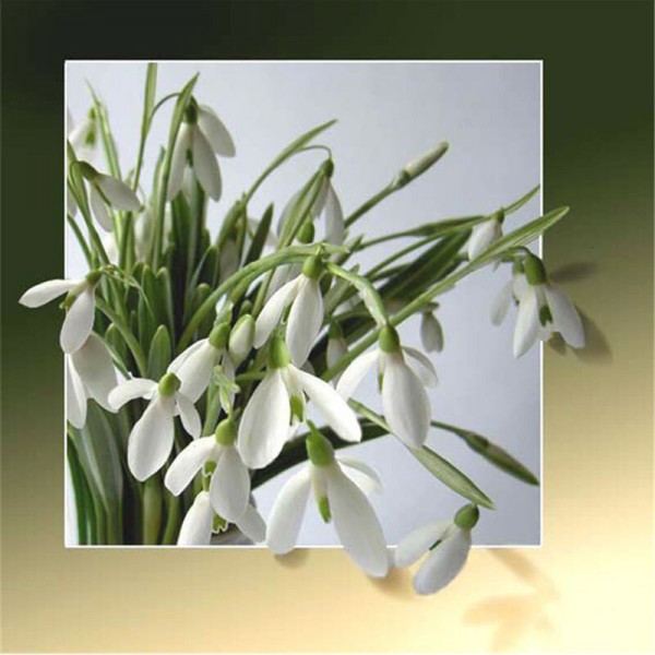 3D-Blumen | 11 Sorten