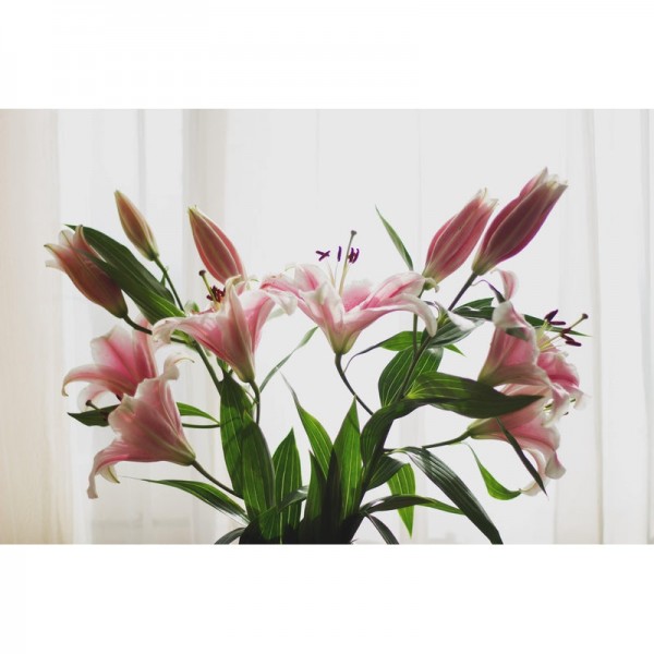 Lilien Pink und Weiß
