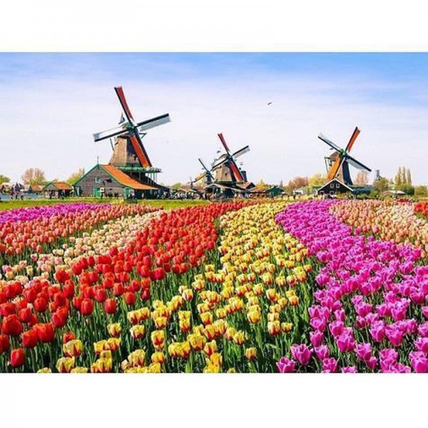 Tulpenfeld
