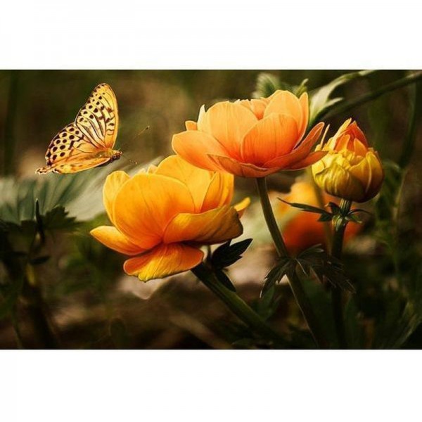 Orangefarbene Blumen mit Schmetterling