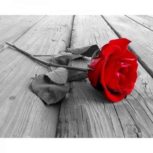 Rote Rose