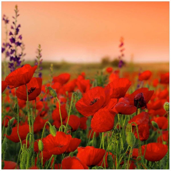 Mohnblumen